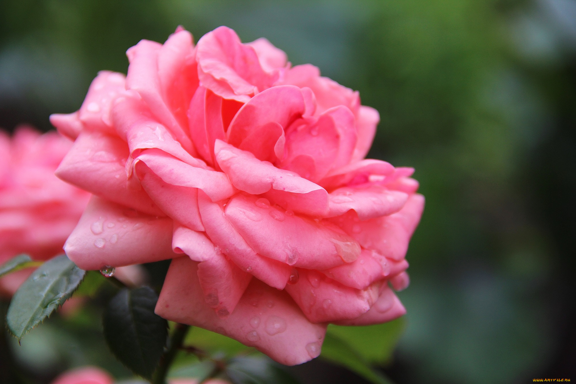 , , , , , , , rose, bud, petals, leaves, blossoms